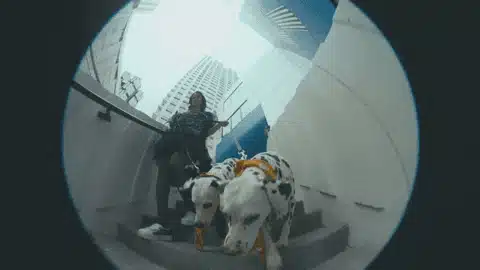 Fisheye Lens in Lolo Zouaï - Moi + Look at Us (2020)