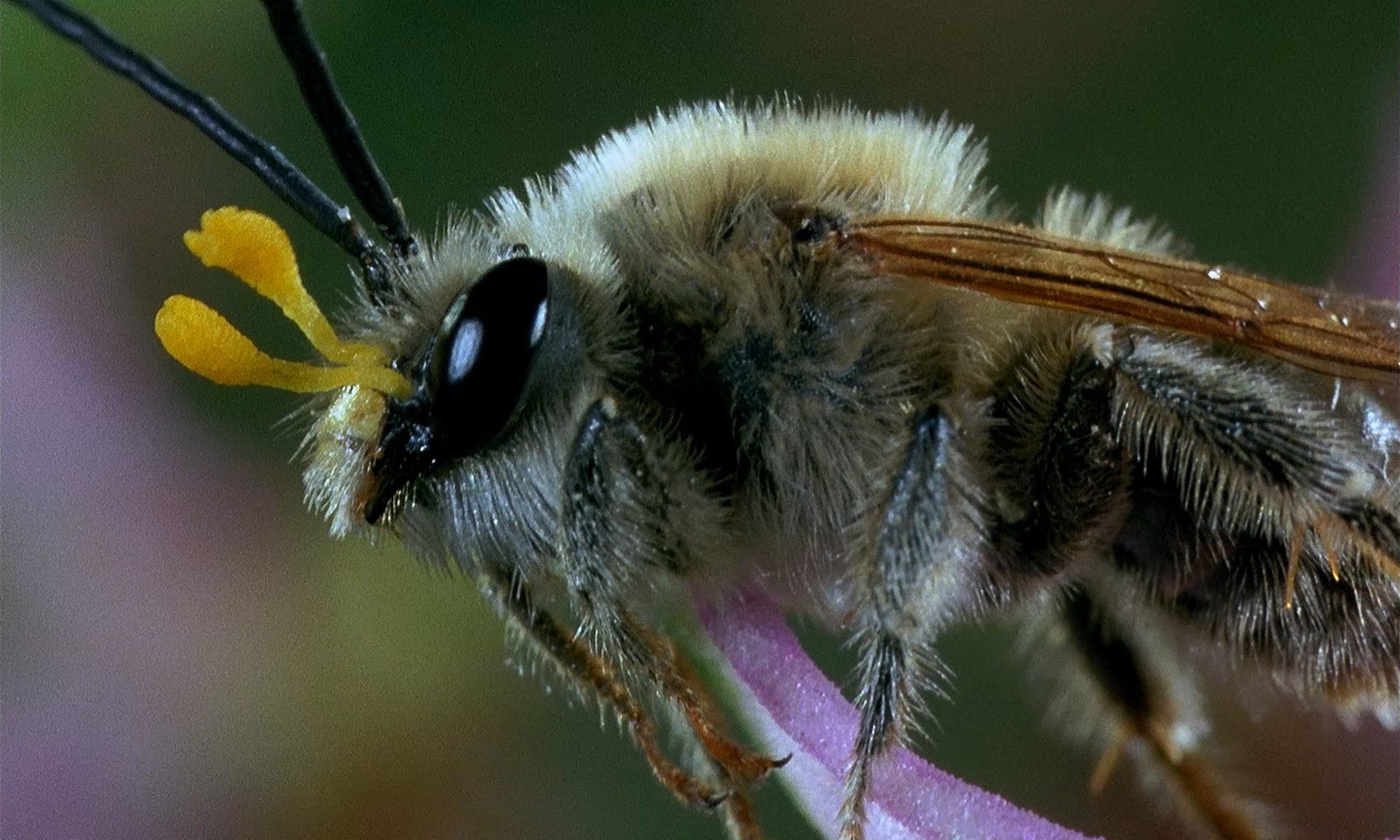Macro Shot in Microcosmos (1996)