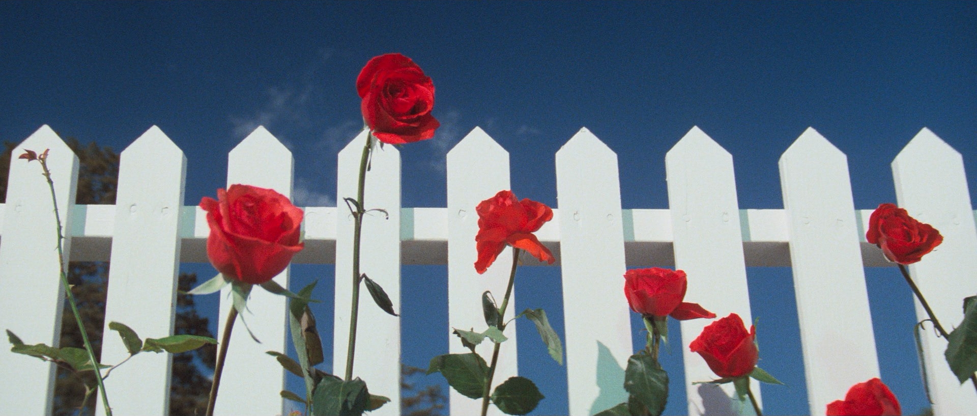 Low Angle Shot in Blue Velvet (1986)