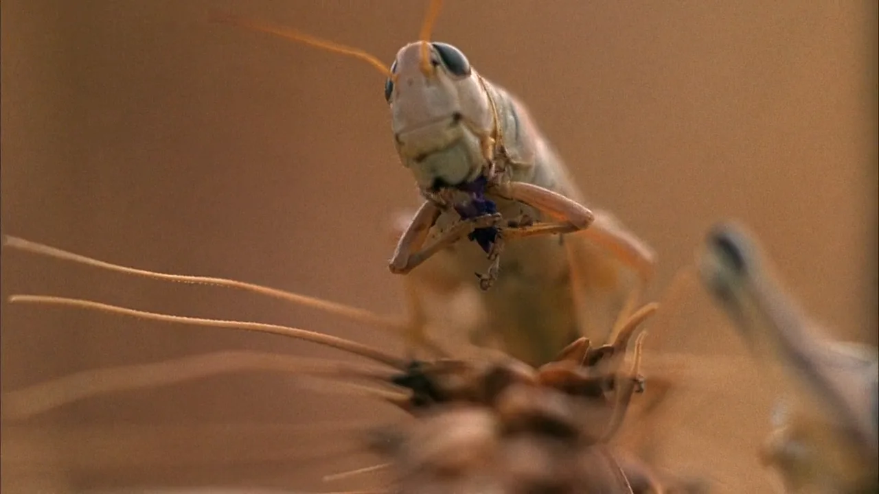 Macro Shot in Days of Heaven (1978)
