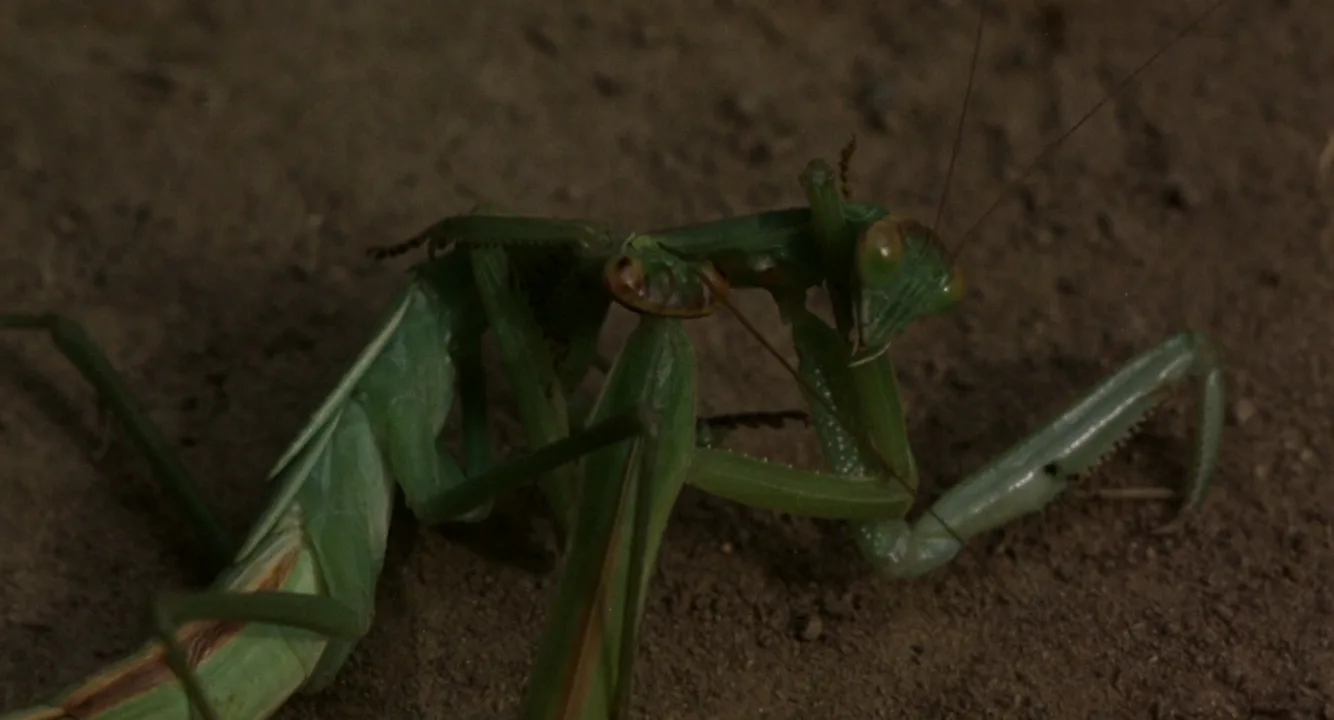 Macro Shot in The Ballad of Narayama (1983)