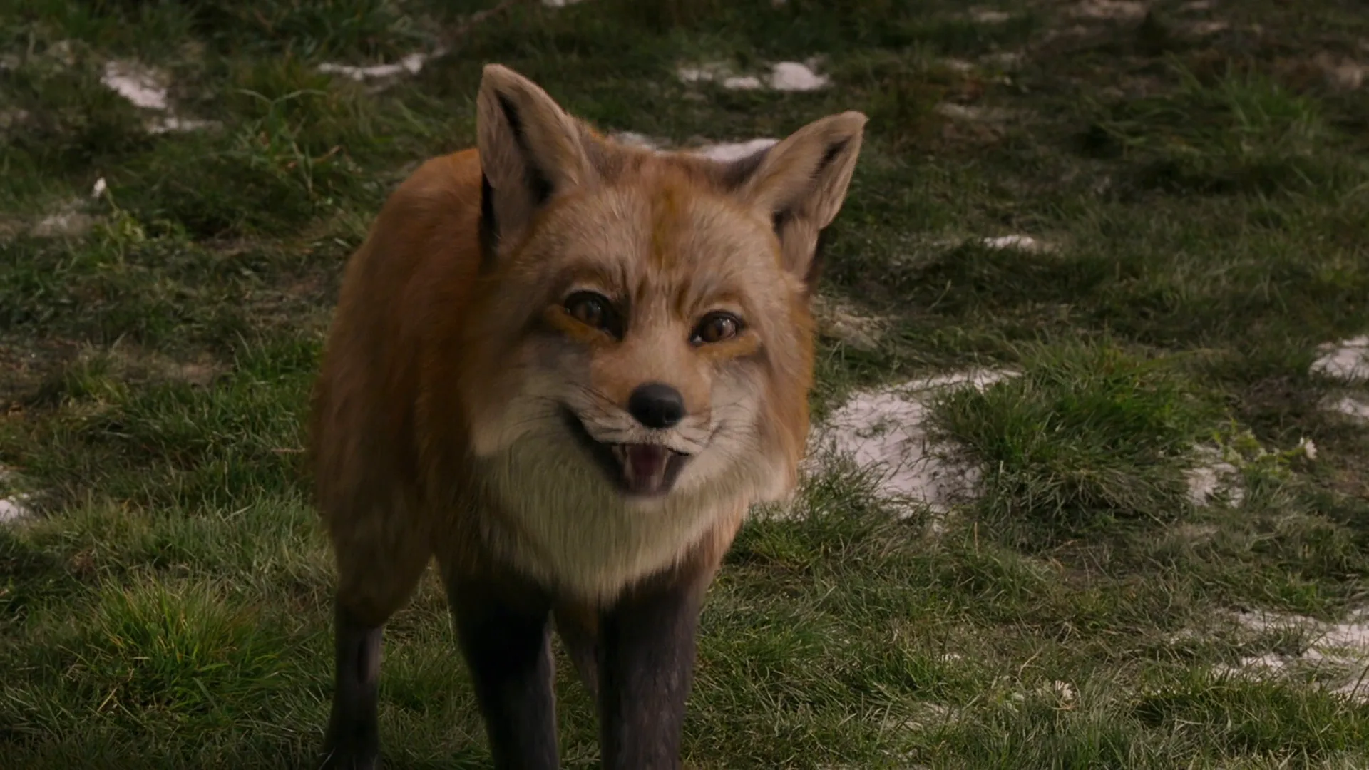 Anthropomorphism in The Chronicles of Narnia: The Lion, the Witch and the Wardrobe (2005)