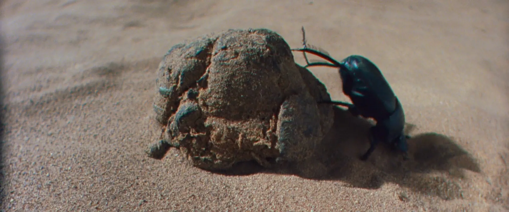 Macro Shot in The Hitchhiker's Guide to the Galaxy (2005)