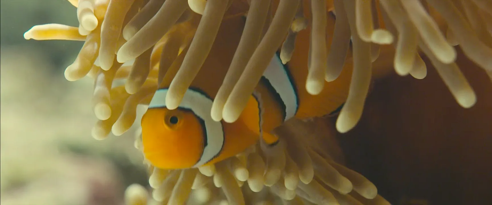 Complementary Colors in Oceans (2010)