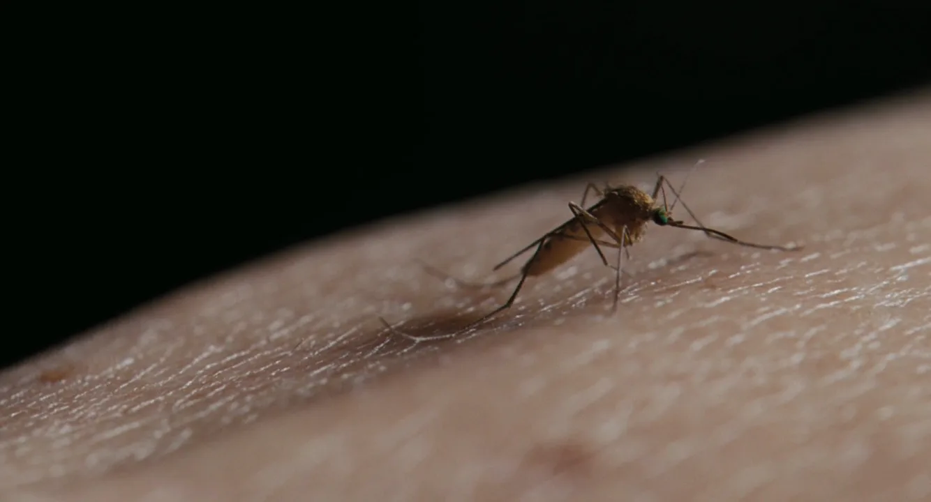 Macro Shot in Valkyrie (2008)